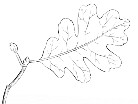 Oak Tree Leaf Coloring Page